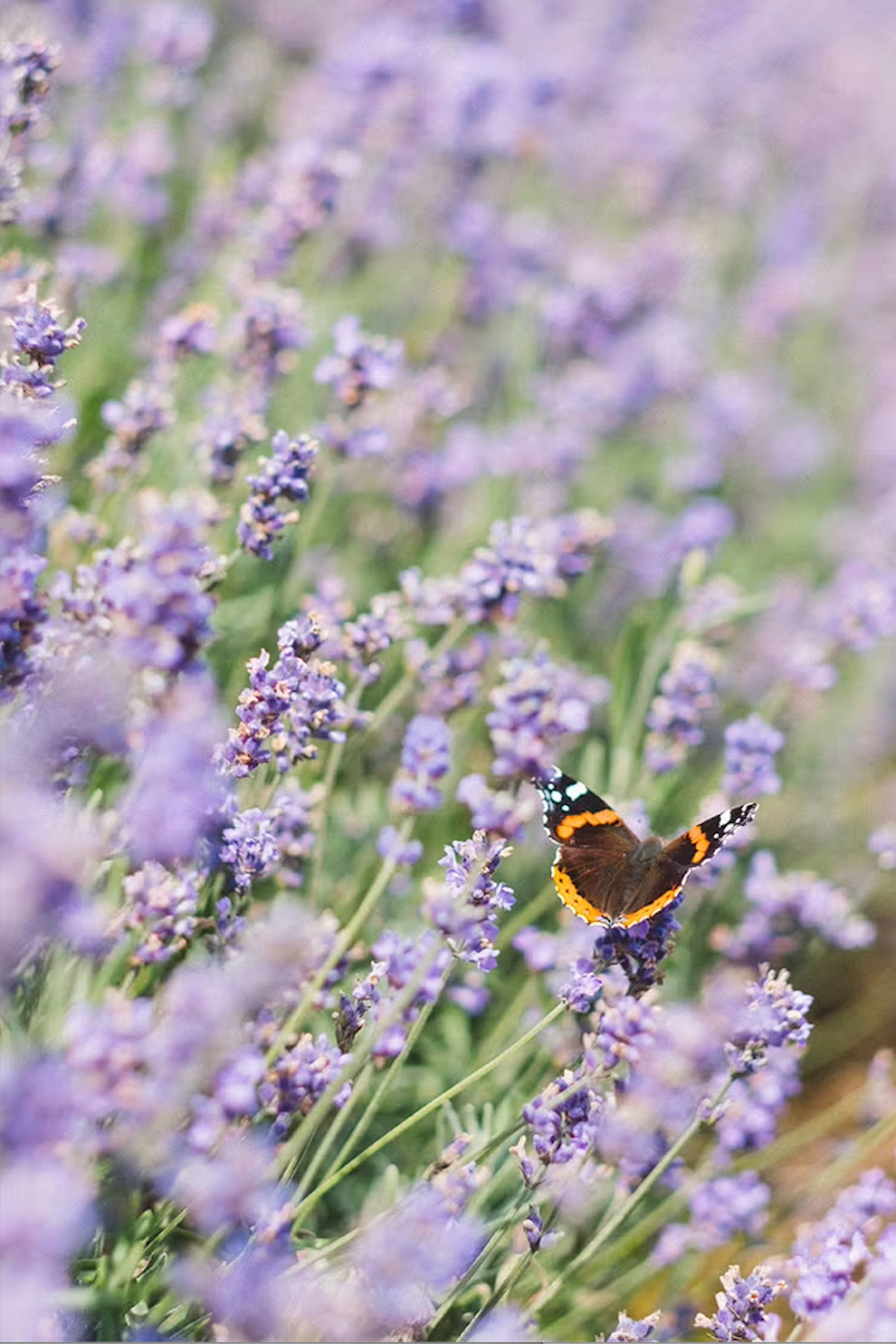 How Lavender Became a Symbol of the Cotswolds