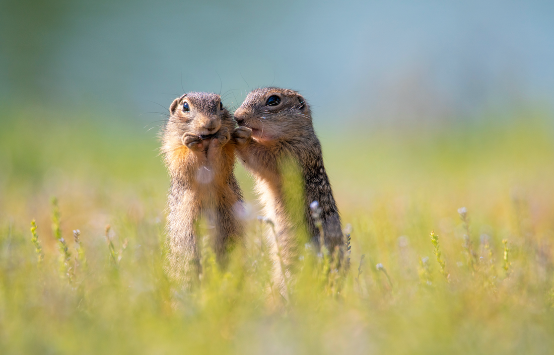 Who Are We Without a Little Bit of Gossip?