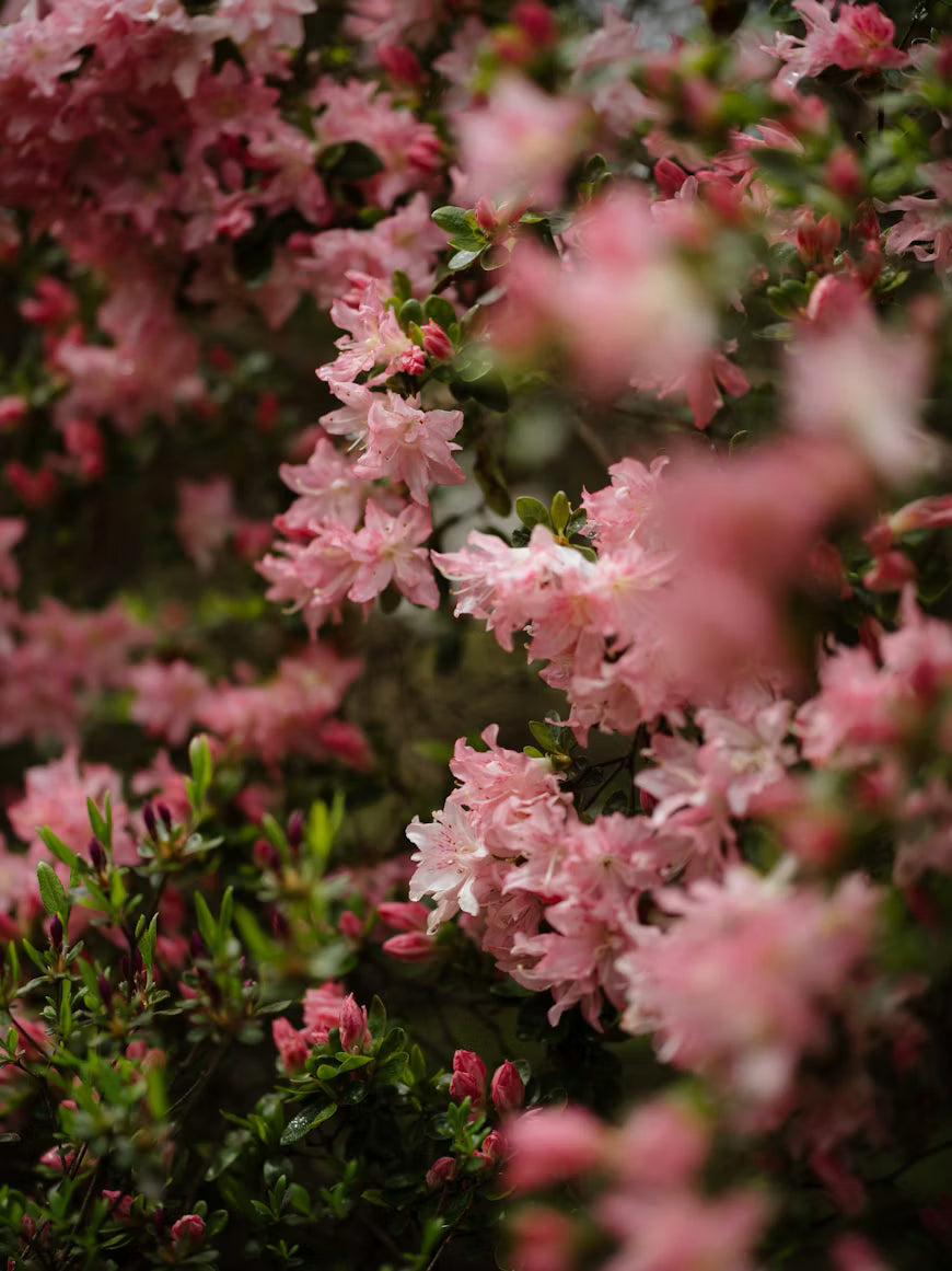 The Rhododendron Conundrum